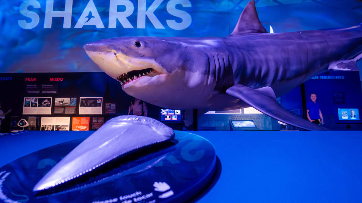 Sharks exhibit is one of the largest traveling exhibits ever staged at Exploration Place. The exhibit opens February 7 and will be on display until May 4, 2025.