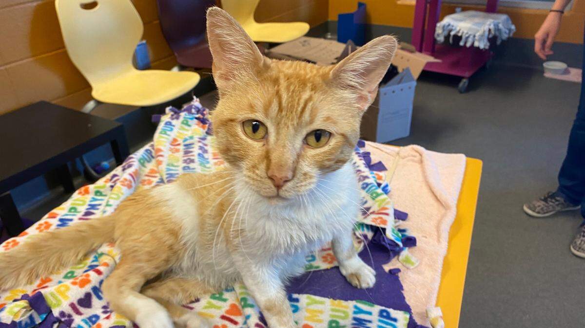 One of the Kansas Humane Society’s cats sits in the cat area on June 16, 2022. The Kansas Humane Society posted a call for help on its Facebook on Thursday, saying that the kennel is at max capacity and needs adopters and donations.
