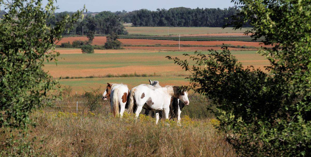 A group of horses stand between two trees on the outskirts of Medicine Lodge, Kansas. (Sept. 27, 2018)