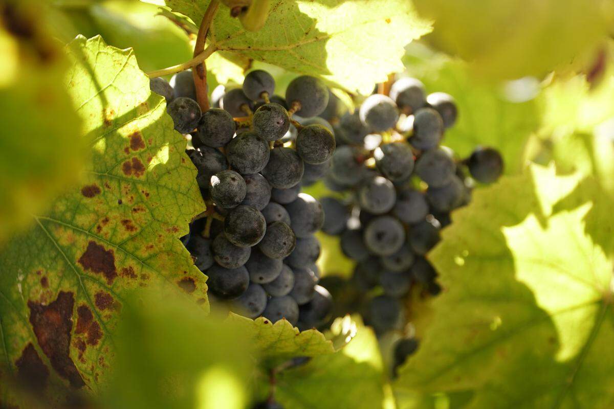 Grace Hill Winery makes both red and white wines, some sweet and some dry.