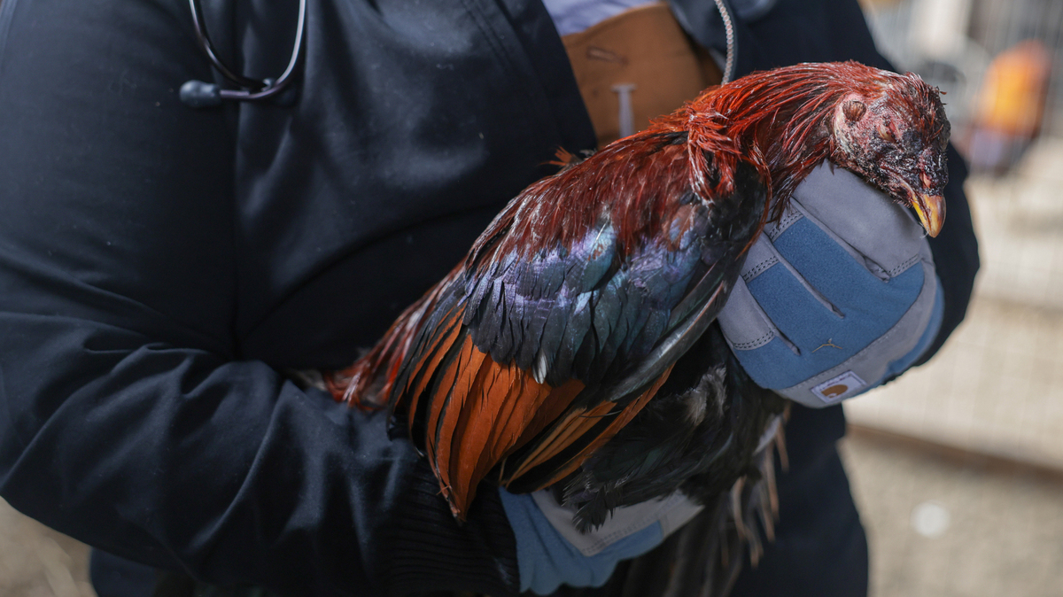An official holds a rooster, which appears to have dried blood on its face, during a raid in Mulvane. 
