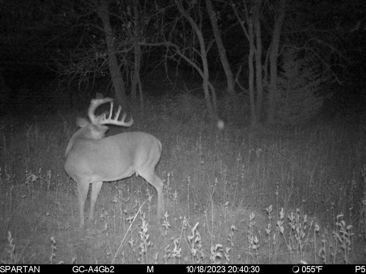 A game cam shows a deer on a 470-acre ranch in the Flint Hills of Kansas set to be auctioned Nov. 28.