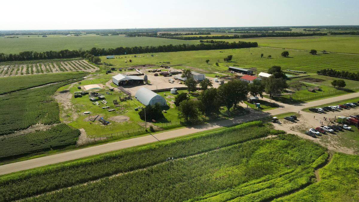 An aerial shot of the Klausmeyer Dairy Farm near Clearwater. In addition to the sunflower field they offer a jumping pillow, farm animals, playground areas and more for a $3 admission fee to the farm. It is $2 to walk through the sunflower field and $5 to do both.