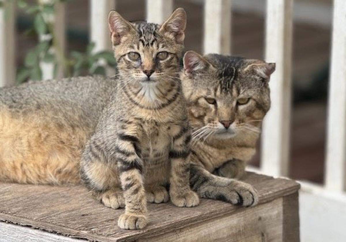 Bert, the older cat in this photo, is one of the two cutestcats  in Wichita, according to the results of our recent poll.
