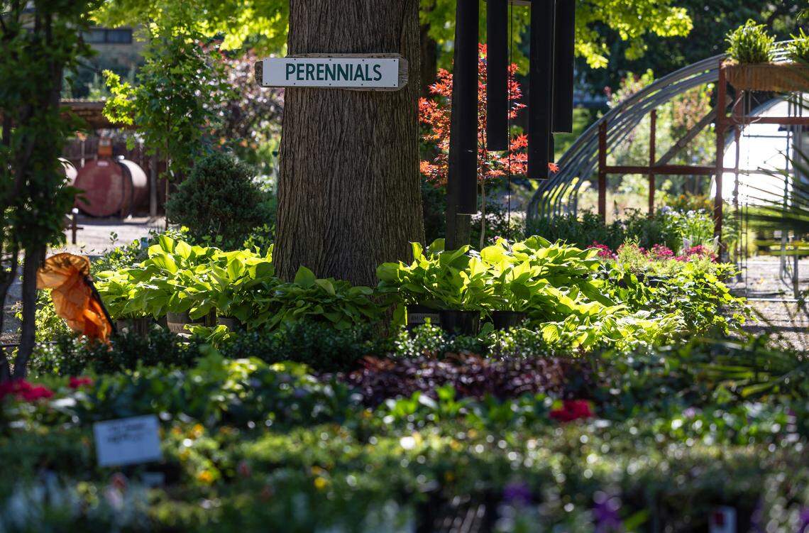 Not every tree at Hillside Nursery is for sale. Some are longtime fixtures at the property. Others are planted to become longtime fixtures there.