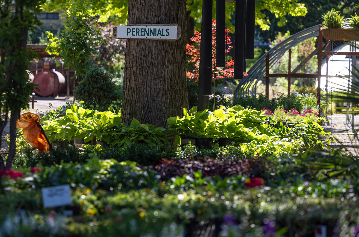 Not every tree at Hillside Nursery is for sale. Some are longtime fixtures at the property. Others are planted to become longtime fixtures there.