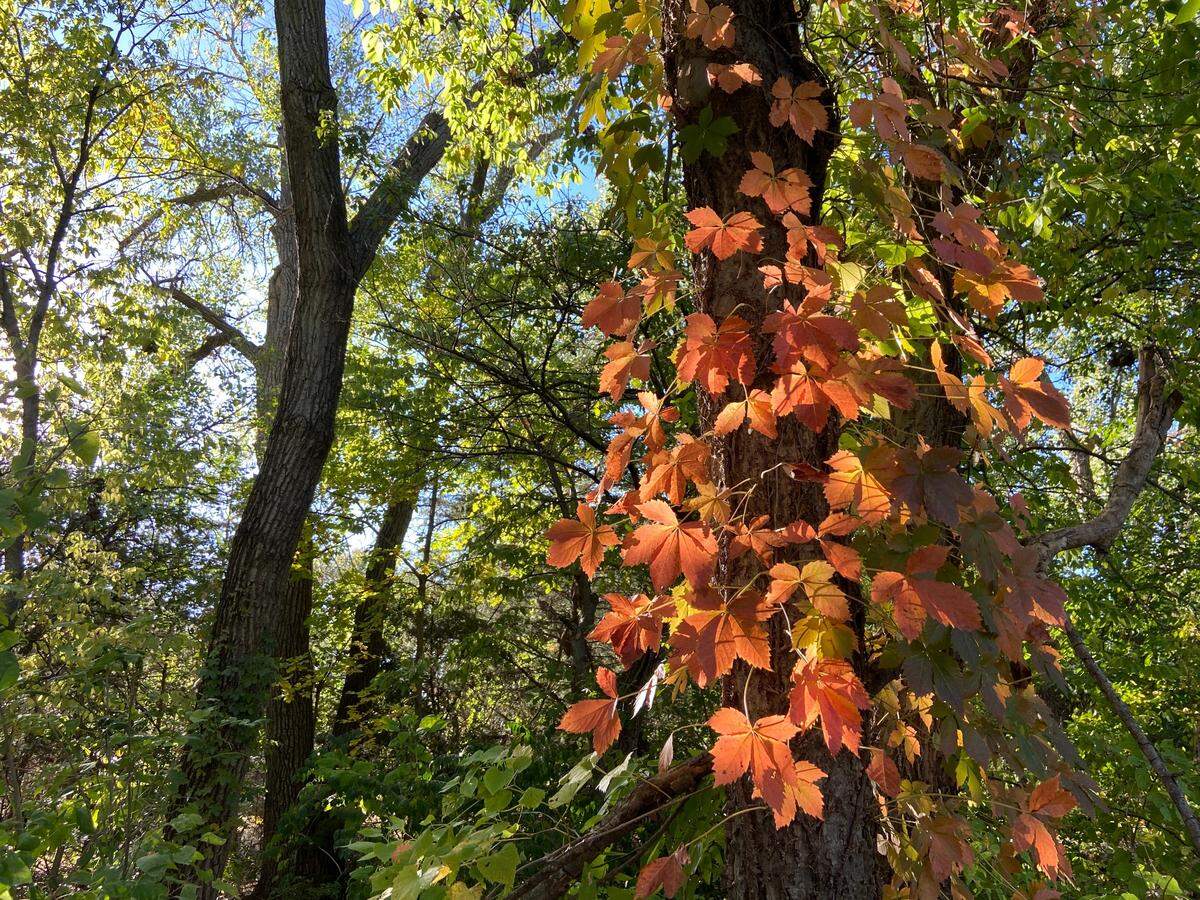 Leaves turning red in Meadows Park in west Wichita.