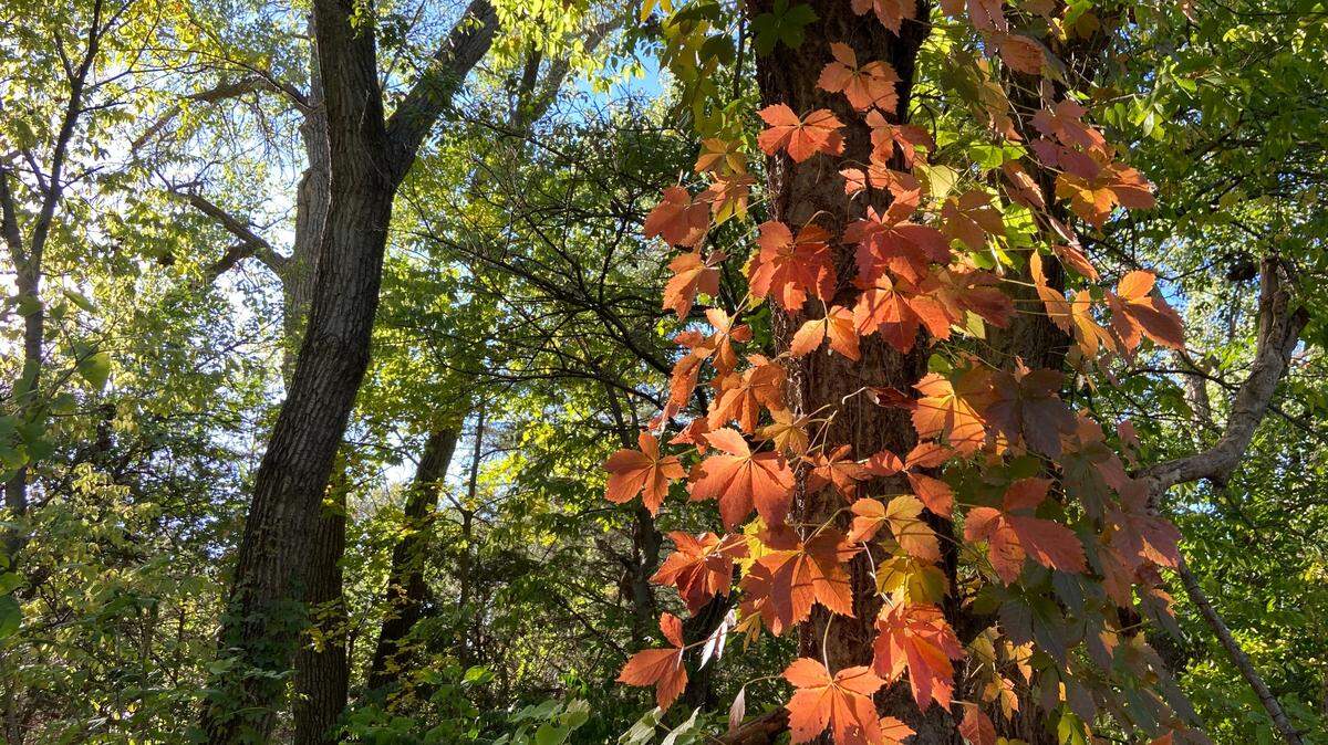Leaves start to turn red in Meadows Park in west Wichita in 2023.