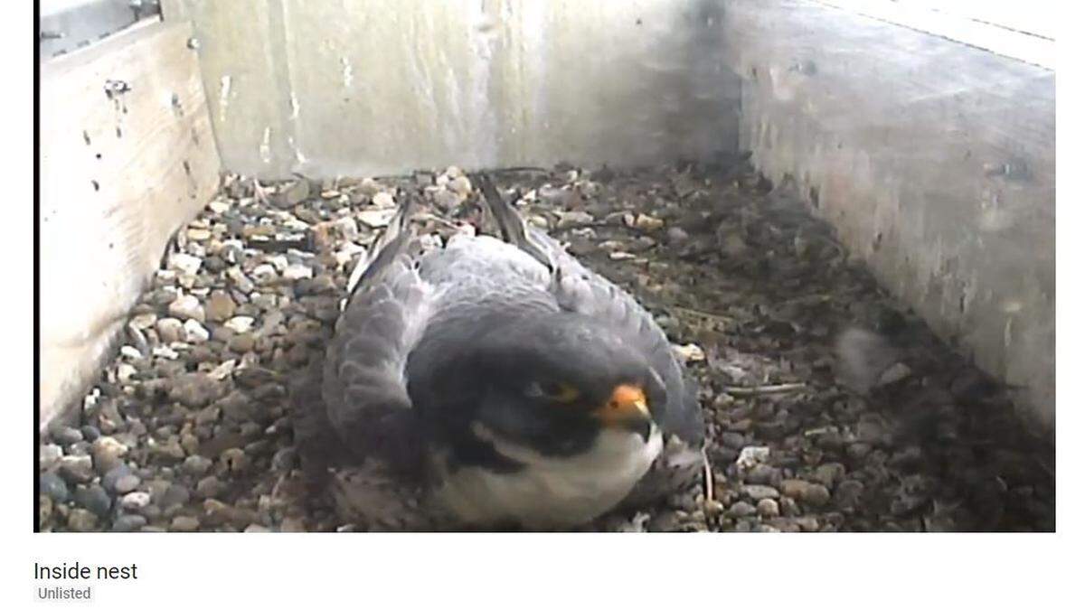 A Peregrine falcon is nesting on the roof of Westar Energy in downtown Topeka. The bird, Nemaha, is incubating four eggs.