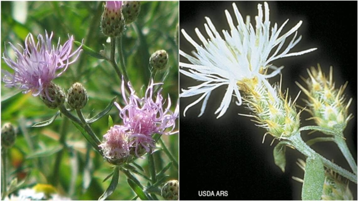 These two knapweeds are new to Kansas Noxious Weed List. Here’s what that means