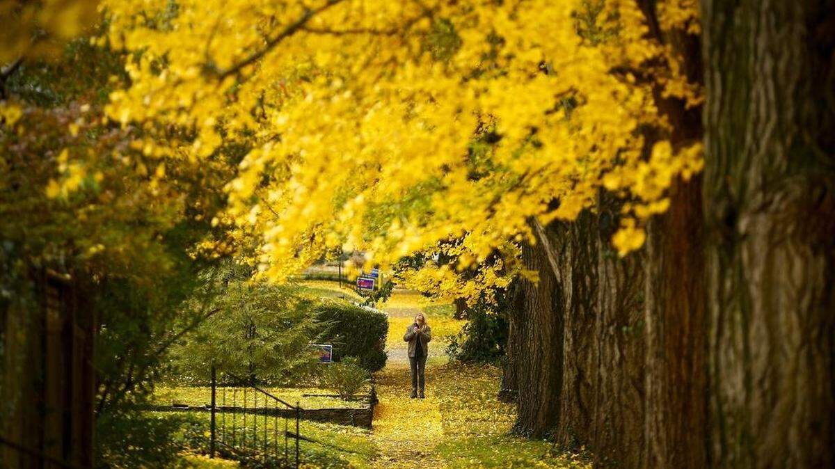 Debra Booker, of Lexington, photographs ginkgo trees along Catalpa Road in Lexington in 2018. The city is seeing fall weather this week, but it won’t last long. 