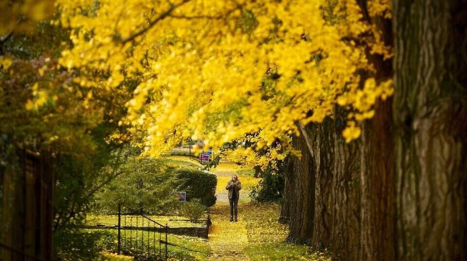 Columnist Carrie Rengers struggles with Wichita’s allergies | Wichita Eagle