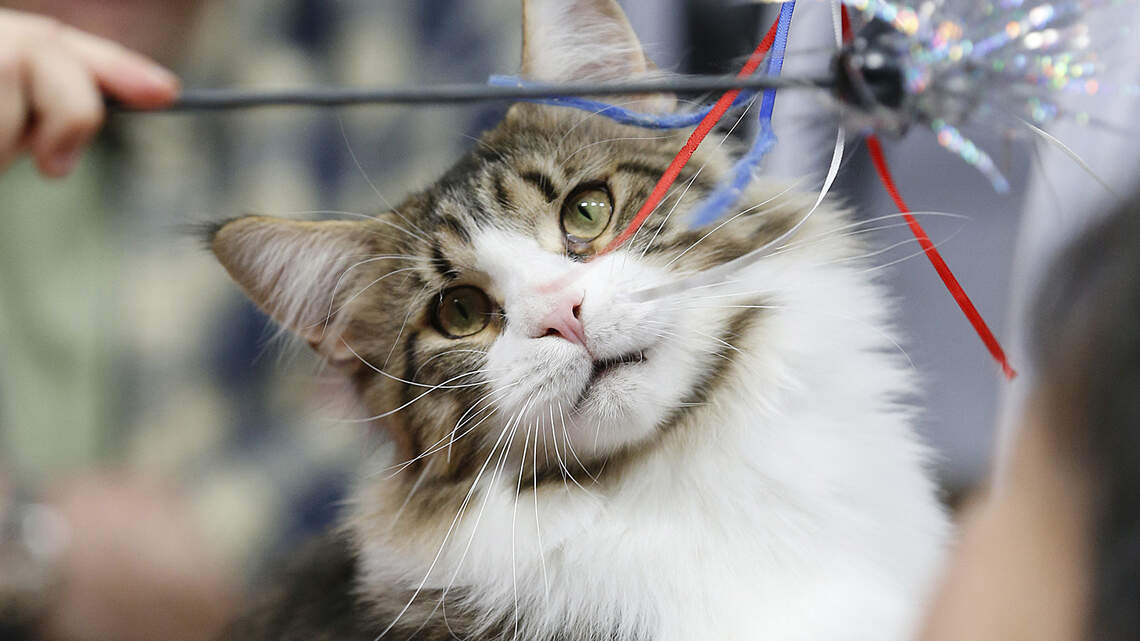 Fancy felines are taking over the Cotillion this weekend