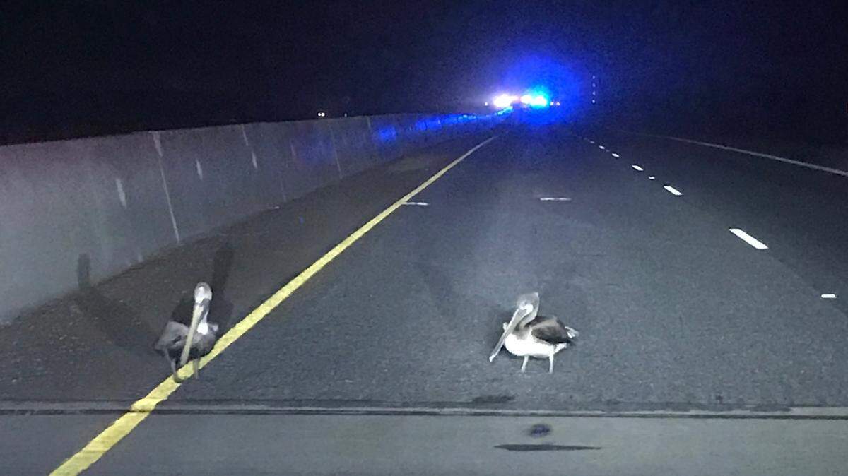 More than 40 pelicans have been struck and killed after landing on Highway 48 in Cameron County, Texas.
