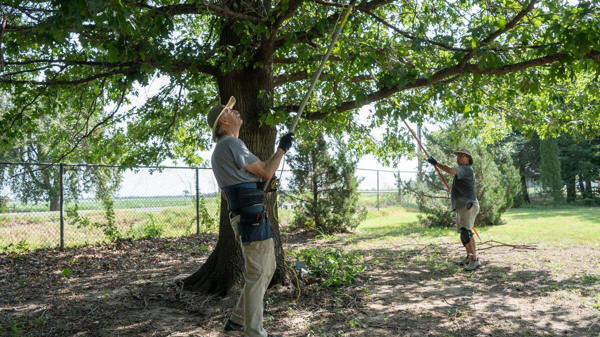 Master gardeners Jim Hutchinson, left, and Everett Price, right, trim a Shumard Oak tree at the John C. Pair Horticultural Research Center at 1901 E. 95th St. South. The John C. Pair Horticultural Research Center will host a public Open House on Saturday from 7 a.m. to 1 p.m.