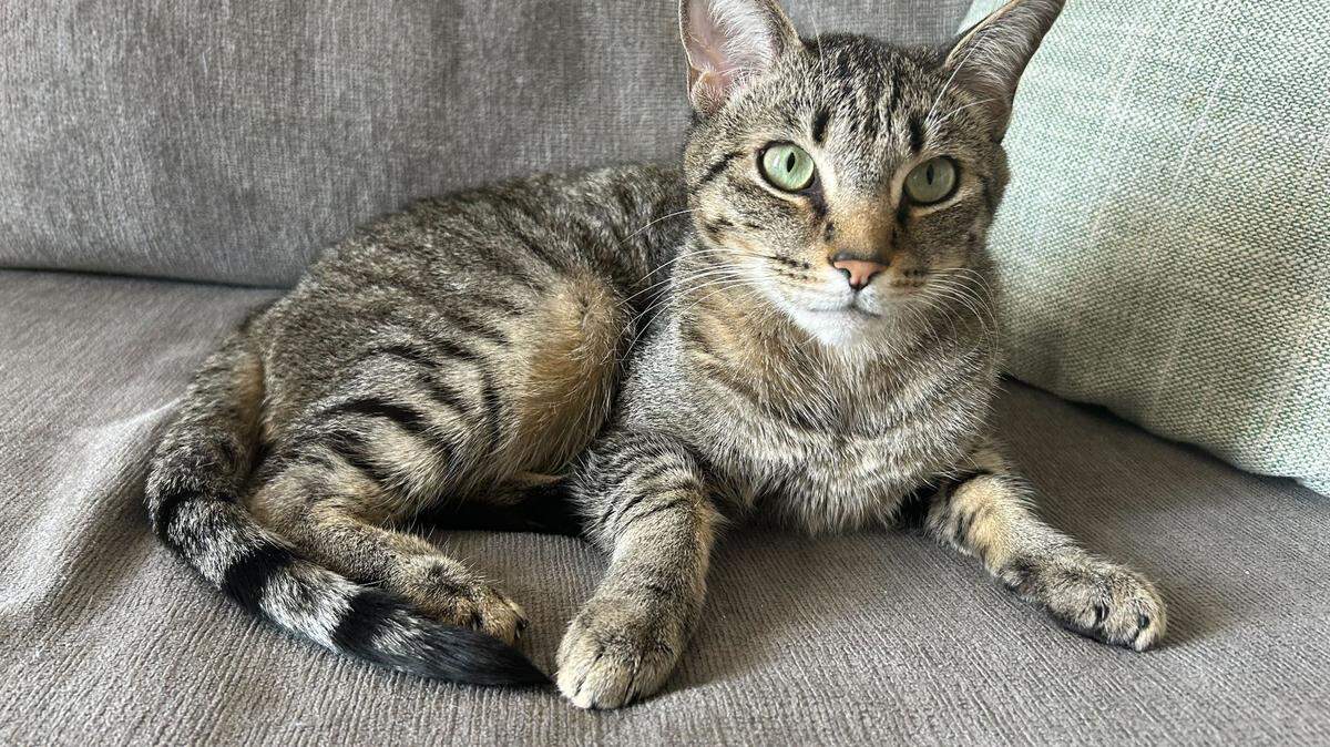 Do you have a cuter cat than Dude, the 1-year-old tabby owned by Eagle service reporter Lindsay Smith?