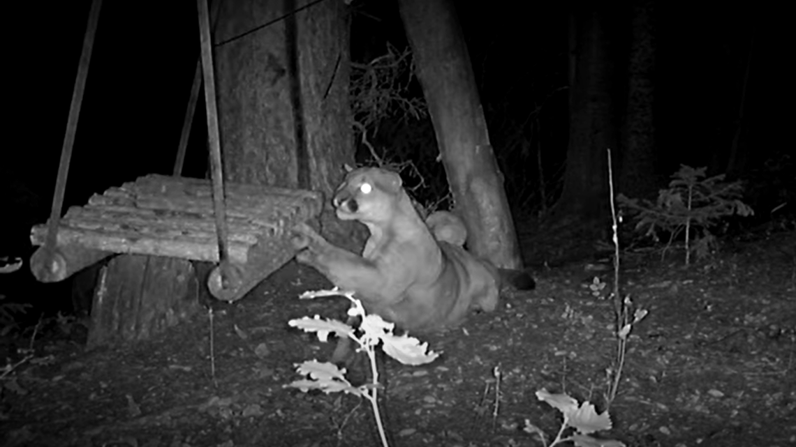 The goofy side of Colorado’s fierce mountain lions was caught on a trail camera, when one realized the log it was resting under was actually the seat of a tree swing.