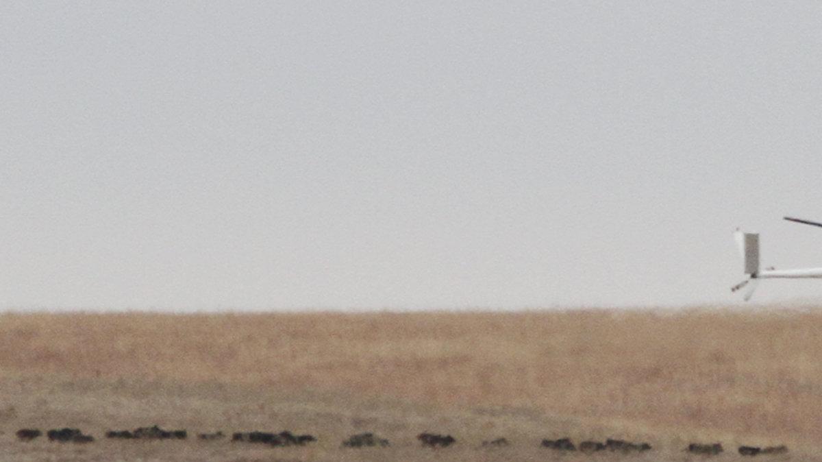 A U.S.D.A. helicopter works to turn part of a herd of about 80 feral pigs just south of the Kansas/Oklahoma border so an aerial gunner can eliminate the herd. It's estimated feral pigs cause at least $200 annually, per animal, in agricultural damages. They also carry diseases that can be fatal to humans, pets and livestock.