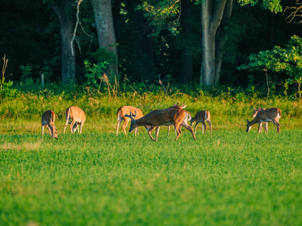 Red Rock Ranch offers excellent hunting opportunities.