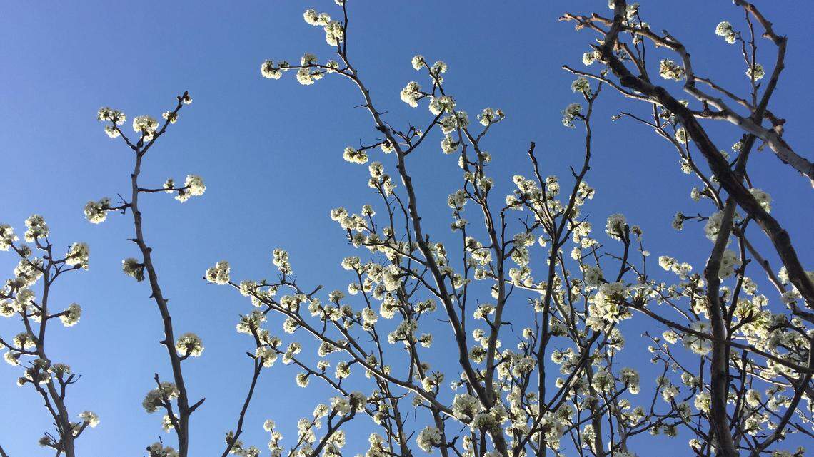 Wichita ranks 3rd in nation for allergies. Climate change is making it worse.