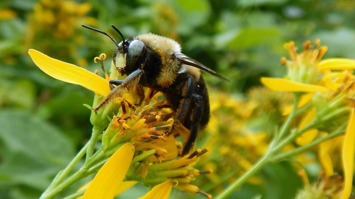 Kansans are needed to track bumblebees — some at risk of extinction. How to help