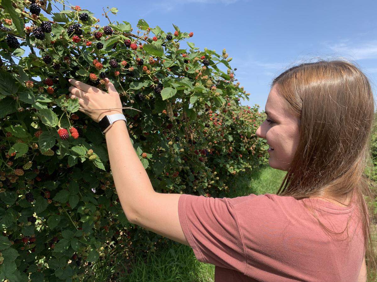 Elderslie Farm is accepting walk-ins (and appointments) for blackberry picking today through Sunday and on Thursday evening.