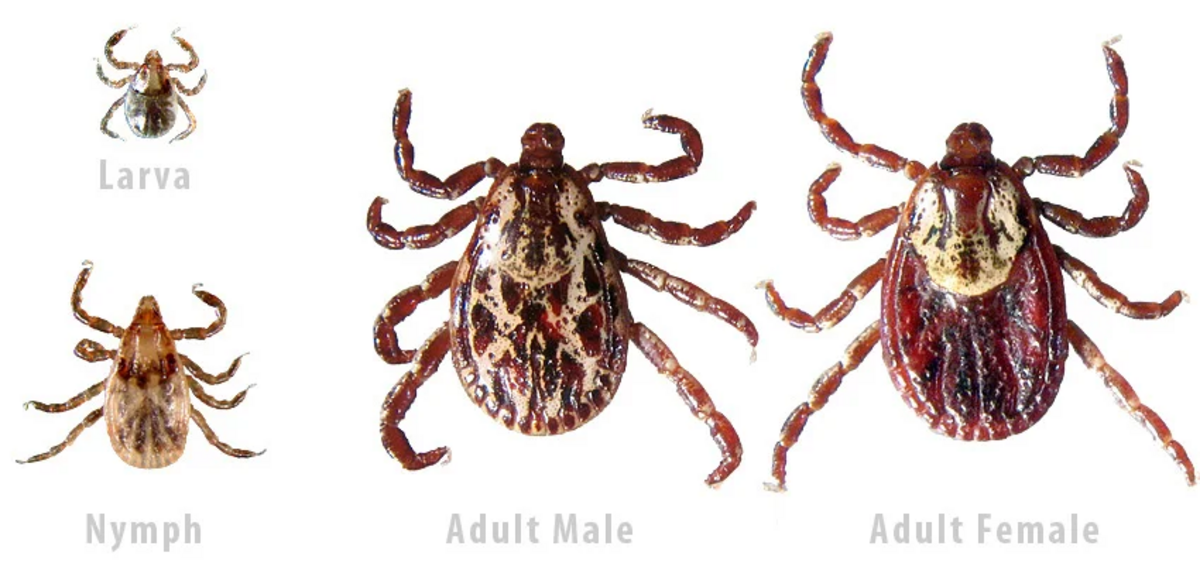 American Dog tick.