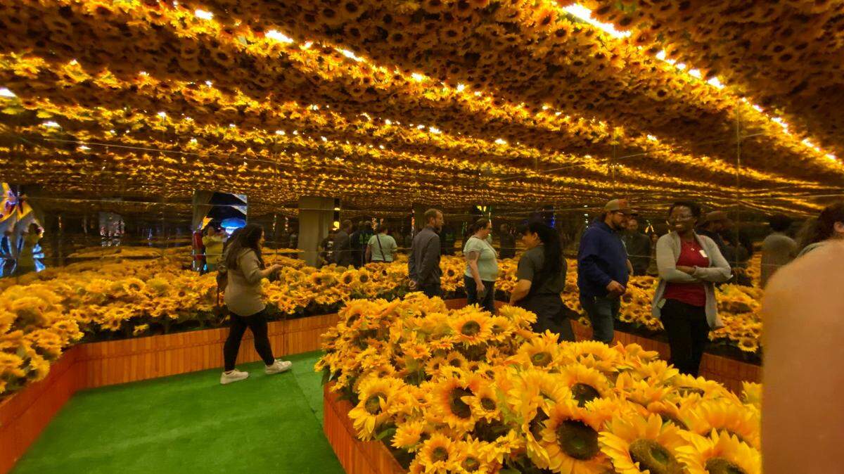 The Sedgwick County Zoo’s Wild Lights will be closed on Saturday because of the expected winter weather. This year’s Wild Lights has several interactive pieces, including this mirrored hall of sunflowers.