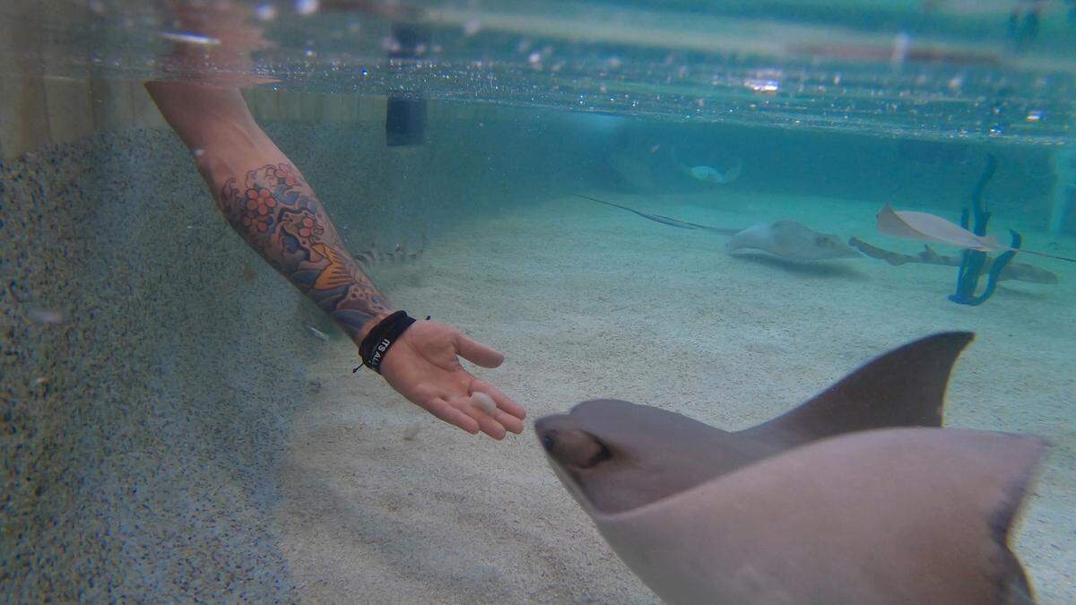 A visitor feeds shrimp to a stingray at Stingray Cove at the Sedgwick County Zoo.