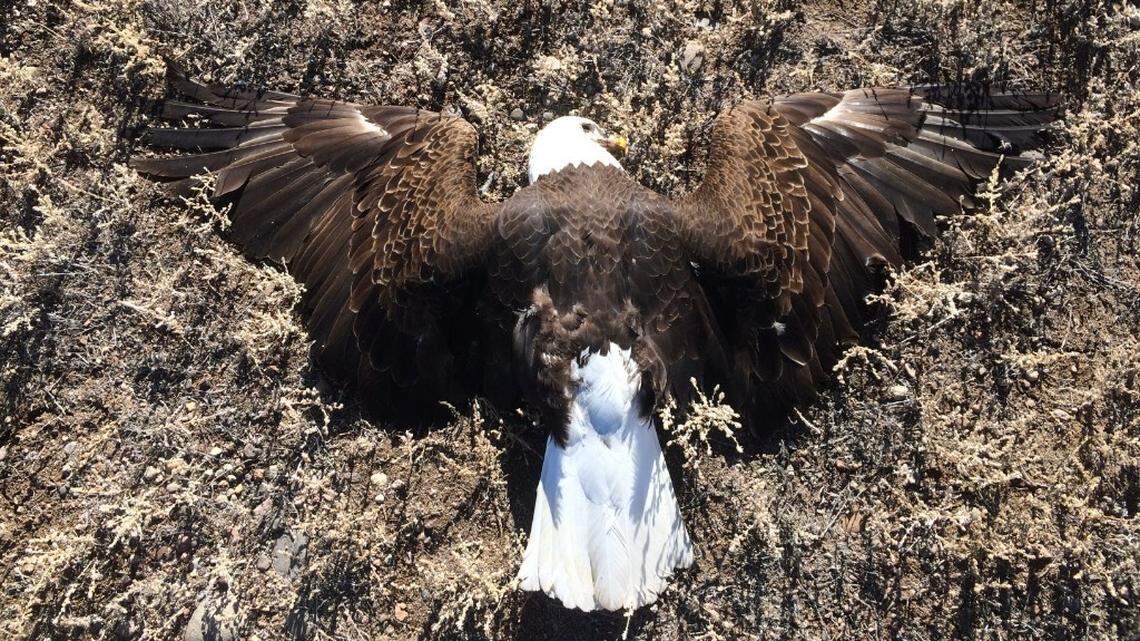 Five bald eagles were poisoned by a rancher who was trying to kill coyotes, according to a release from Colorado Parks and Wildlife.