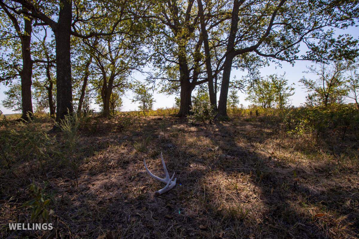 A 470-acre ranch in the Flint Hills of Kansas is set to be auctioned Nov. 28.