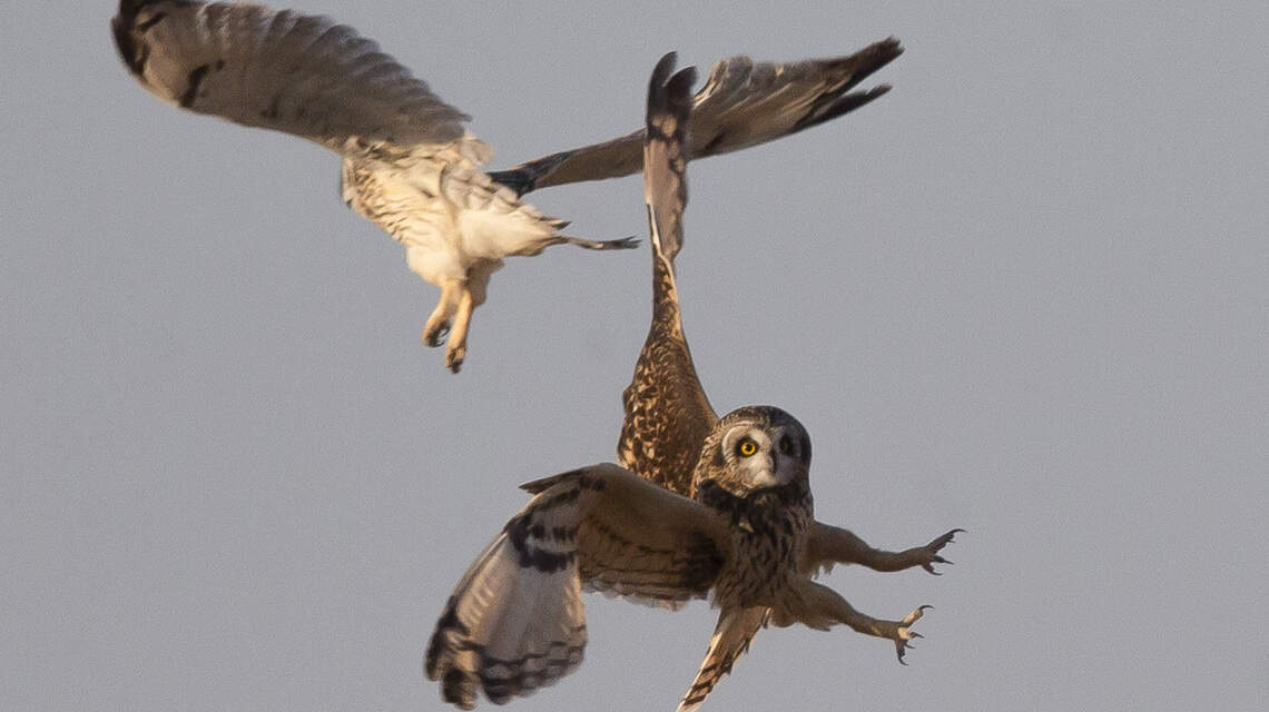 Last chance for Kansas bird watchers? These species will soon be leaving the state