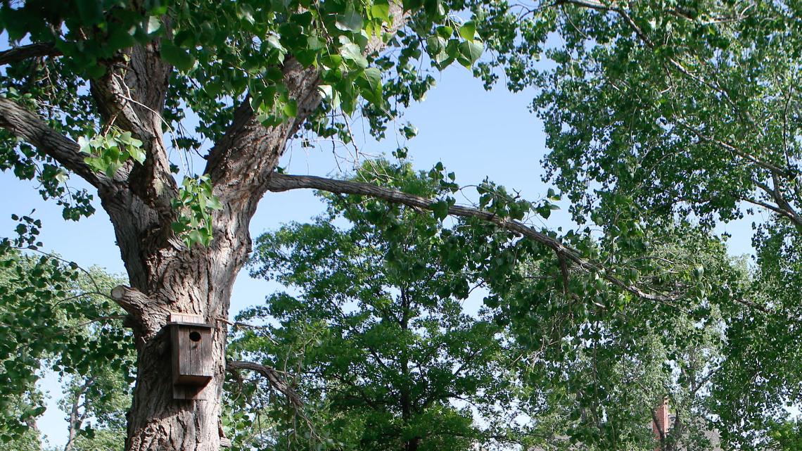 Karen Sanders-West's garden will be on the Extension Master Gardeners' Garden Tour on Friday, May 16. (May 7, 2014)

