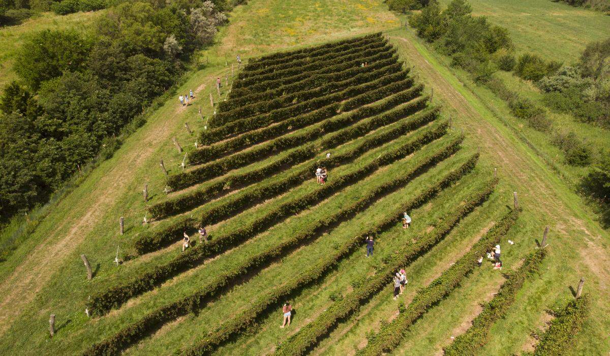 There’s an unprecedented crop of blackberries at Elderslie Farm near Wichita. Guests can reserve spots to pick their own fruit.