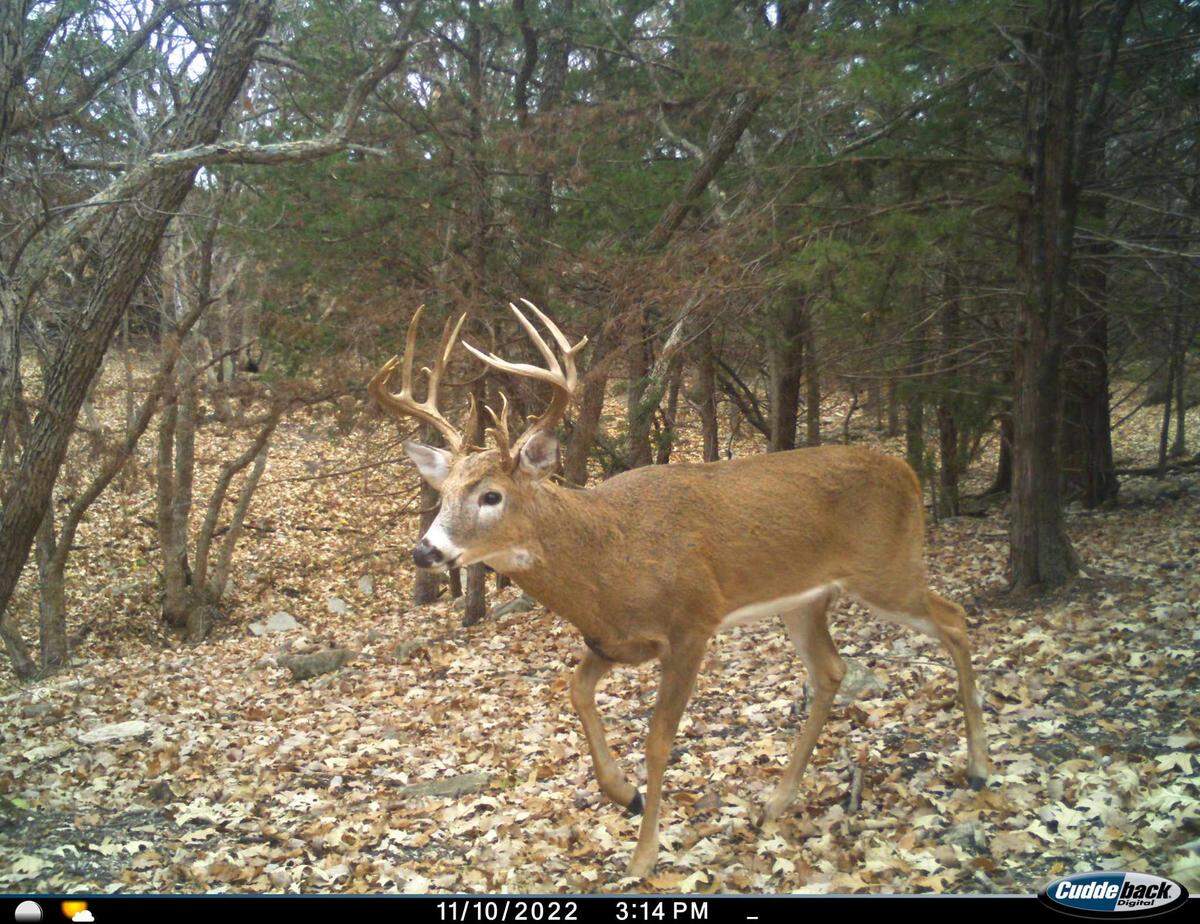 Chad Chambers’ buck cruising during the daytime in 2022.