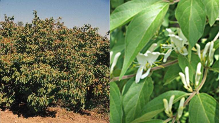 Amur honeysuckle is added to Kansas Noxious Weed List. Here’s what that means