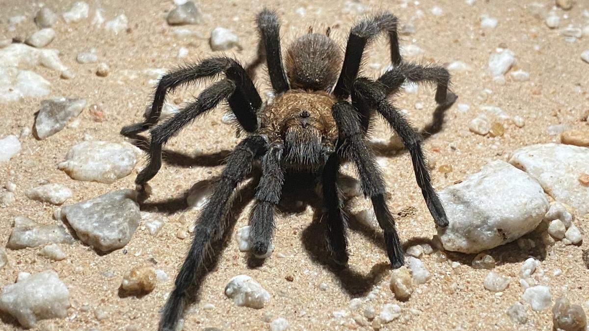 Texas brown tarantulas will soon be roaming Missouri and Kansas looking for mates.