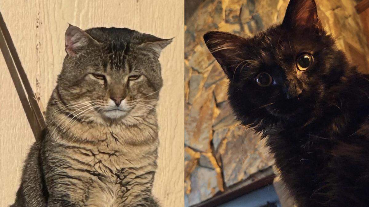 Bert, left, and Asa, right, are the two winners of The Wichita Eagle’s cutest cat competition.