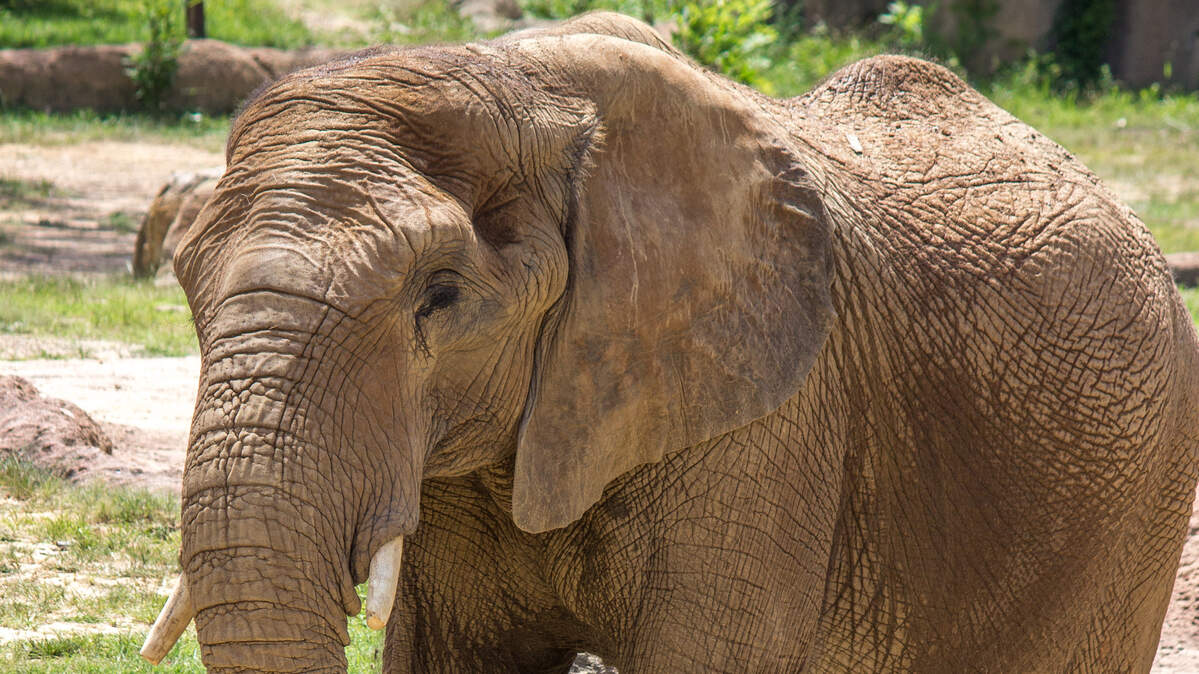 Ajani, a male African elephant, will arrive at the Sedgwick County Zoo this spring.