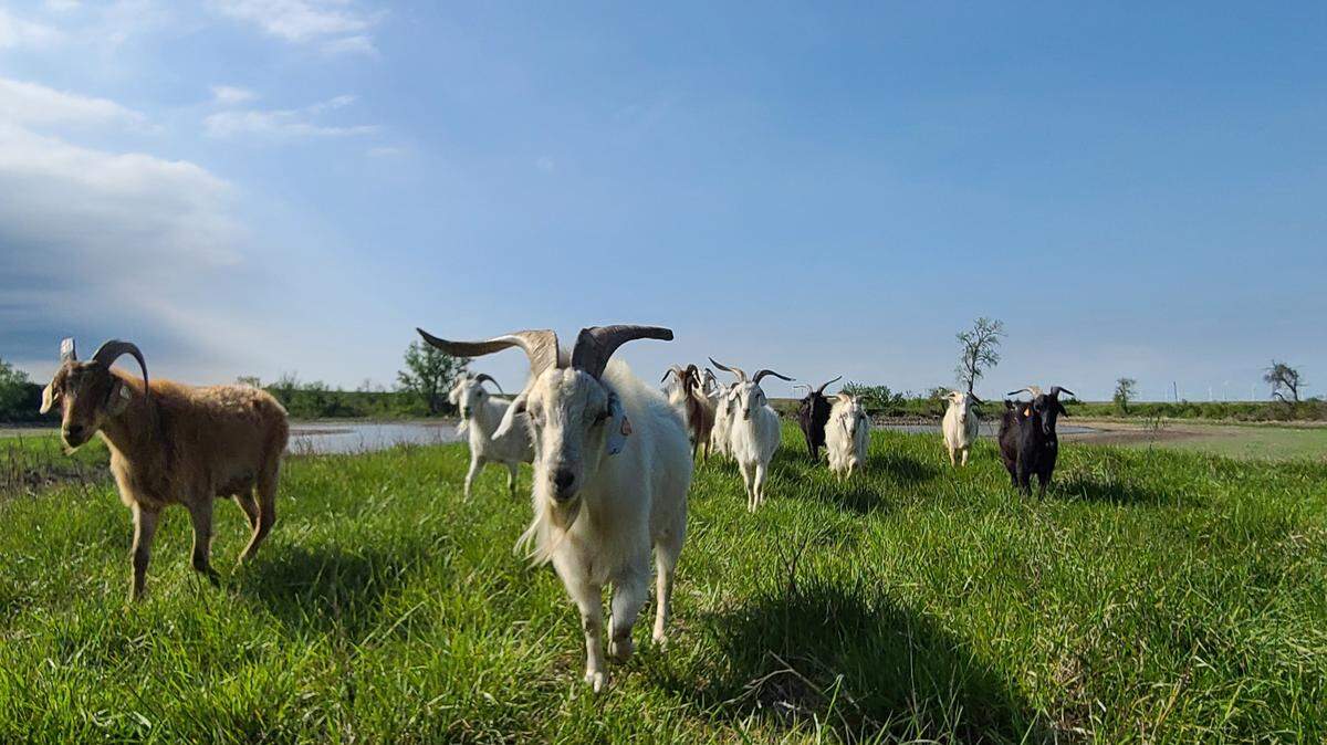 Rex Rutledge opened his goat business, Restoration Grazing LLC, in 2022. The Beaumont, Kansas, business is set to land its first city contract this summer clearing brush and poison ivy at Sim Park in Wichita.