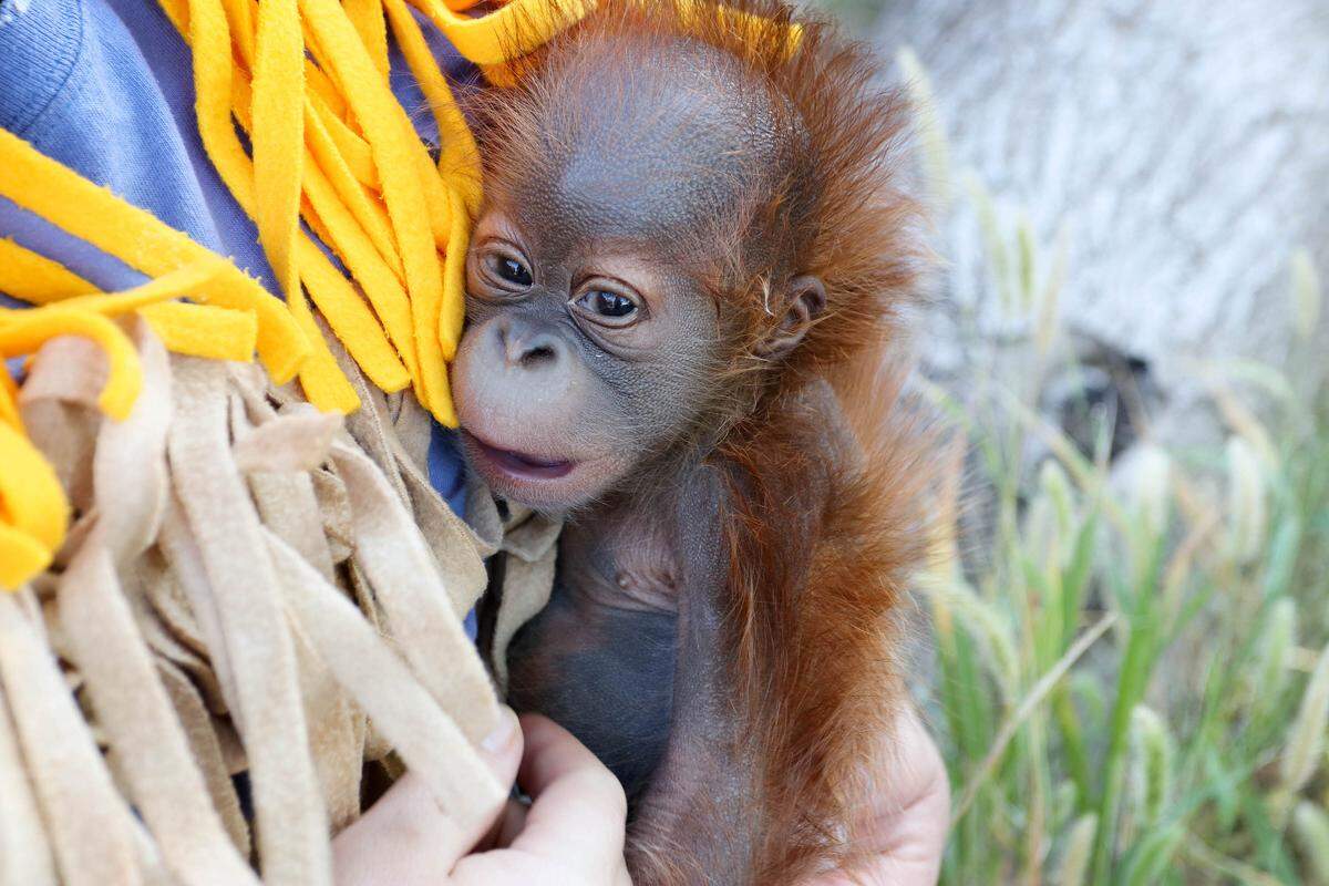 Lily, the baby orangutan, at the Sedgwick County Zoo.