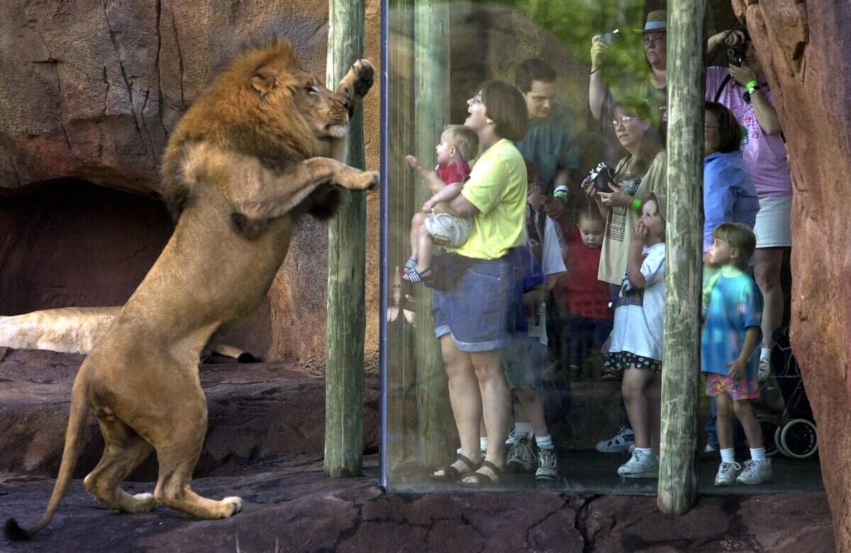 Majola the lion interacts with the visitors behind the glass on May 26, 2000. In 2000, the Junior League of Wichita’s Pride of the Plains exhibit opened as the organization’s 75th anniversary gift to the community.