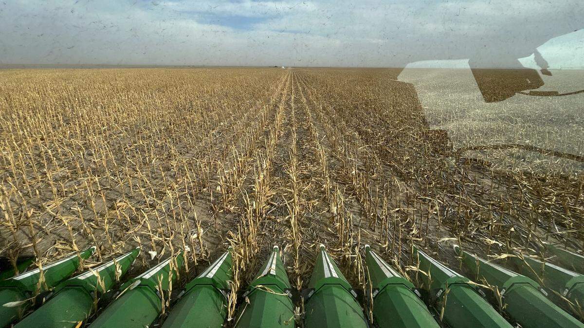 The drought made 2022 a rough year for western Kansas corn fields, like this one in Wichita County seen from inside a combine. But farmers are still finding ways to grow crops while using less water.