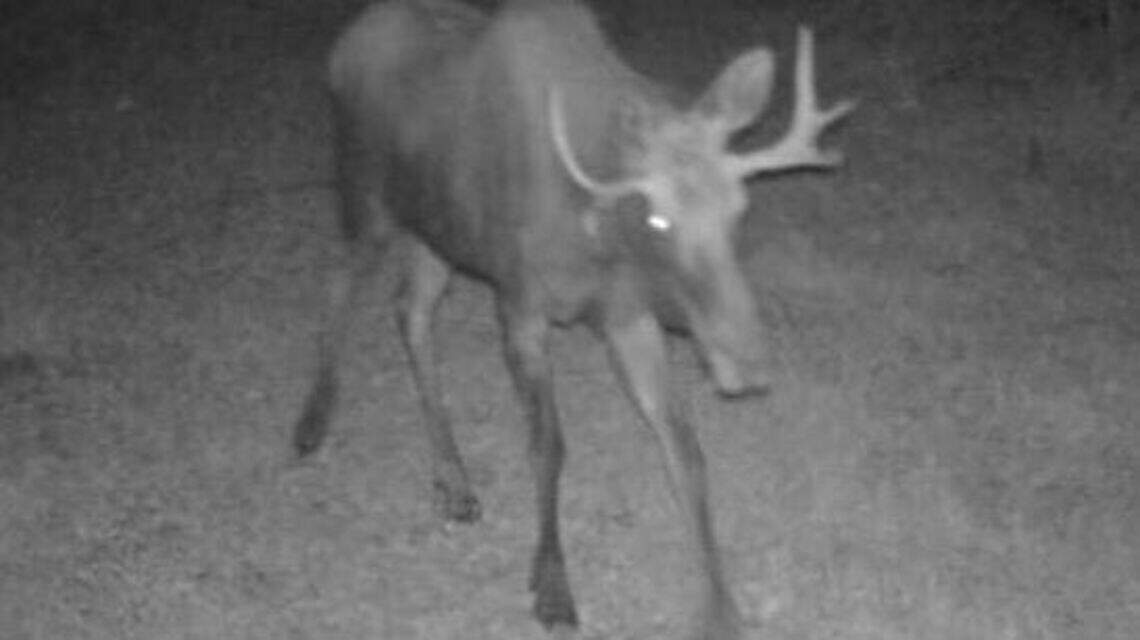 Moose spotted for the second time in north-central Kansas