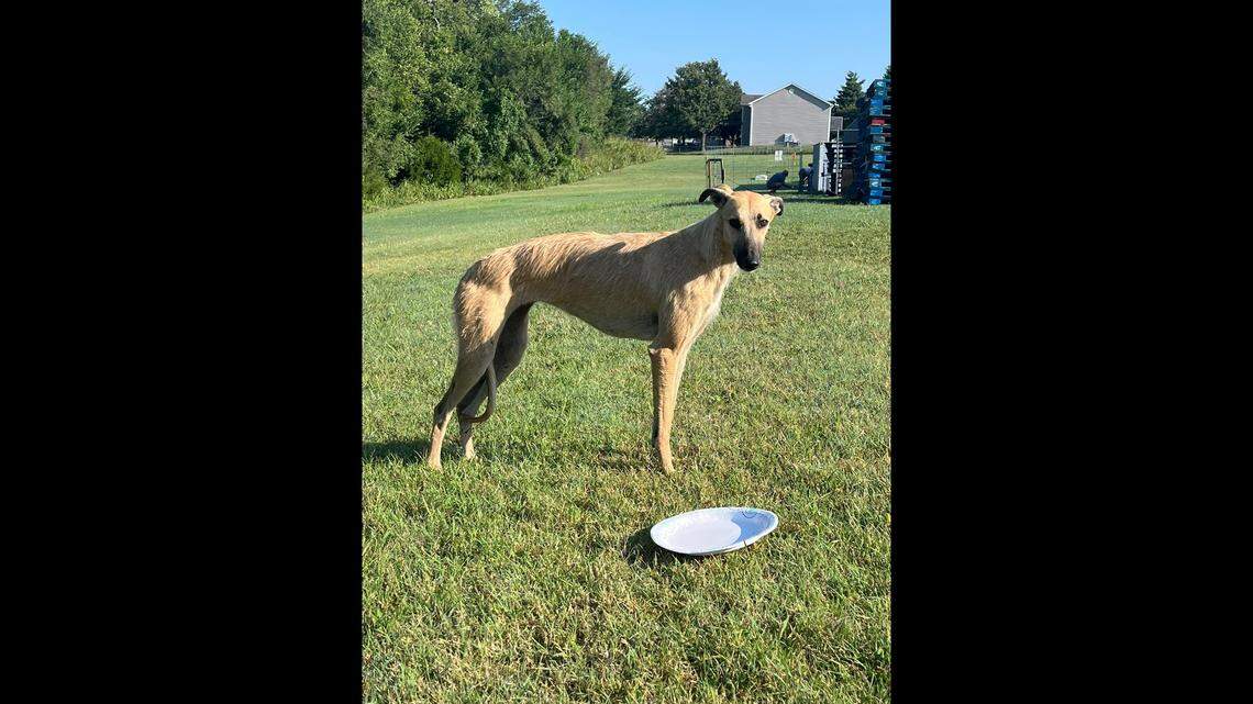 Missing greyhound reunited with Kansas family after two years