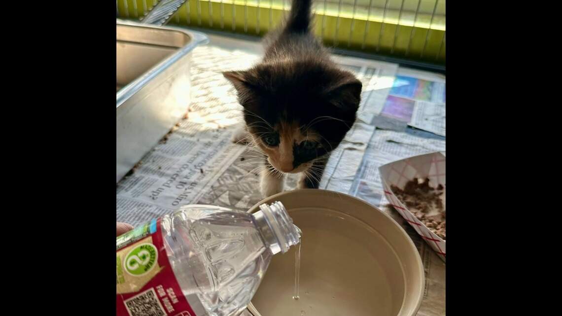 Wichita animal shelters feared water shortages. Then donations began pouring in