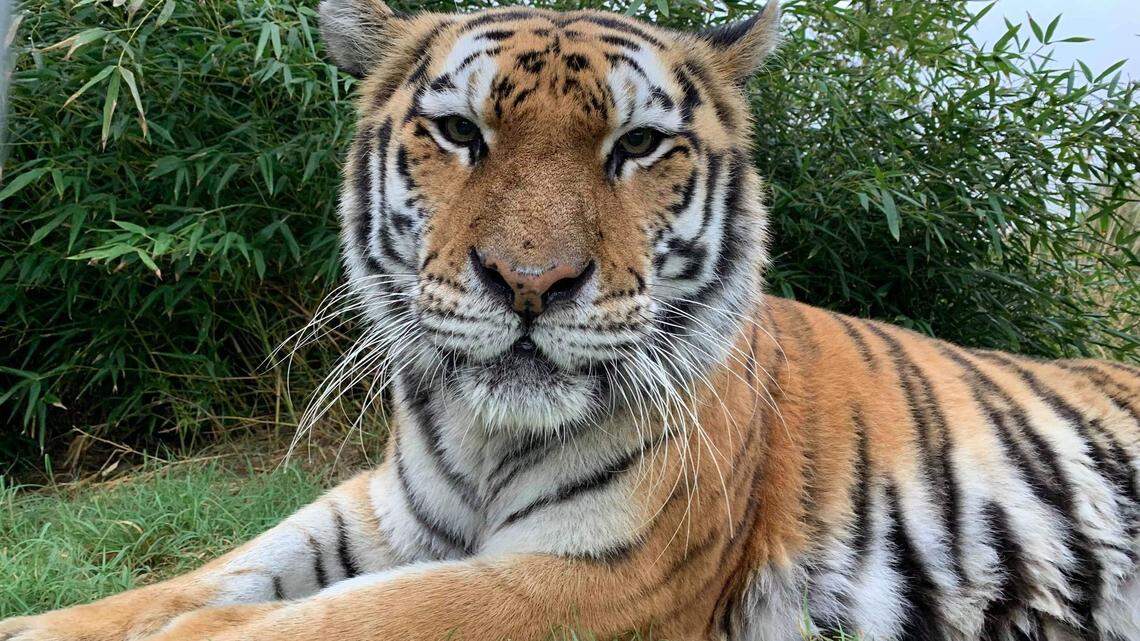 Talali, a onetime resident of the Sedgwick County Zoo.