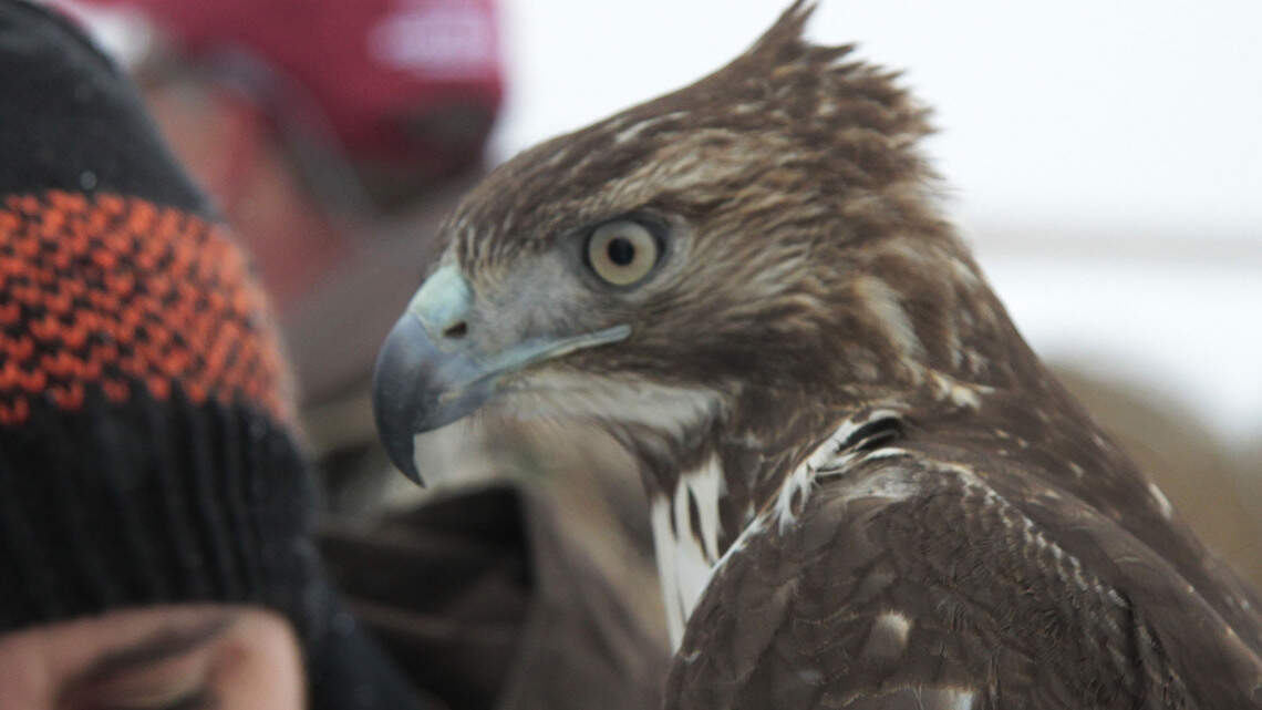 Bird psychology, daily maintenance, lots of training make up ancient art of falconry