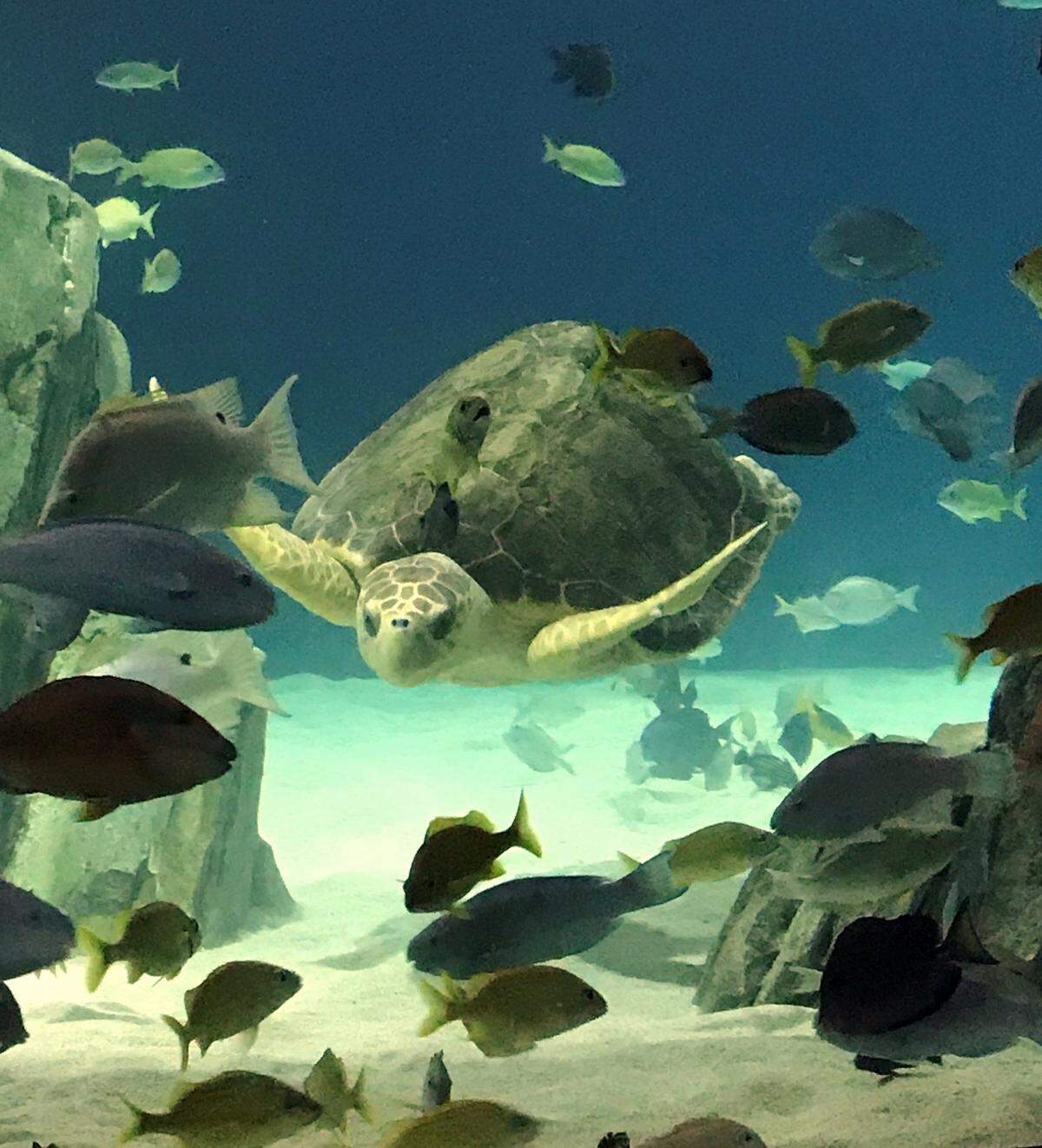 Details aren’t finalized yet for the aquarium that’s at the heart of the Champtown development in Park City, but developers said it should be one of the premier aquariums in the Midwest.