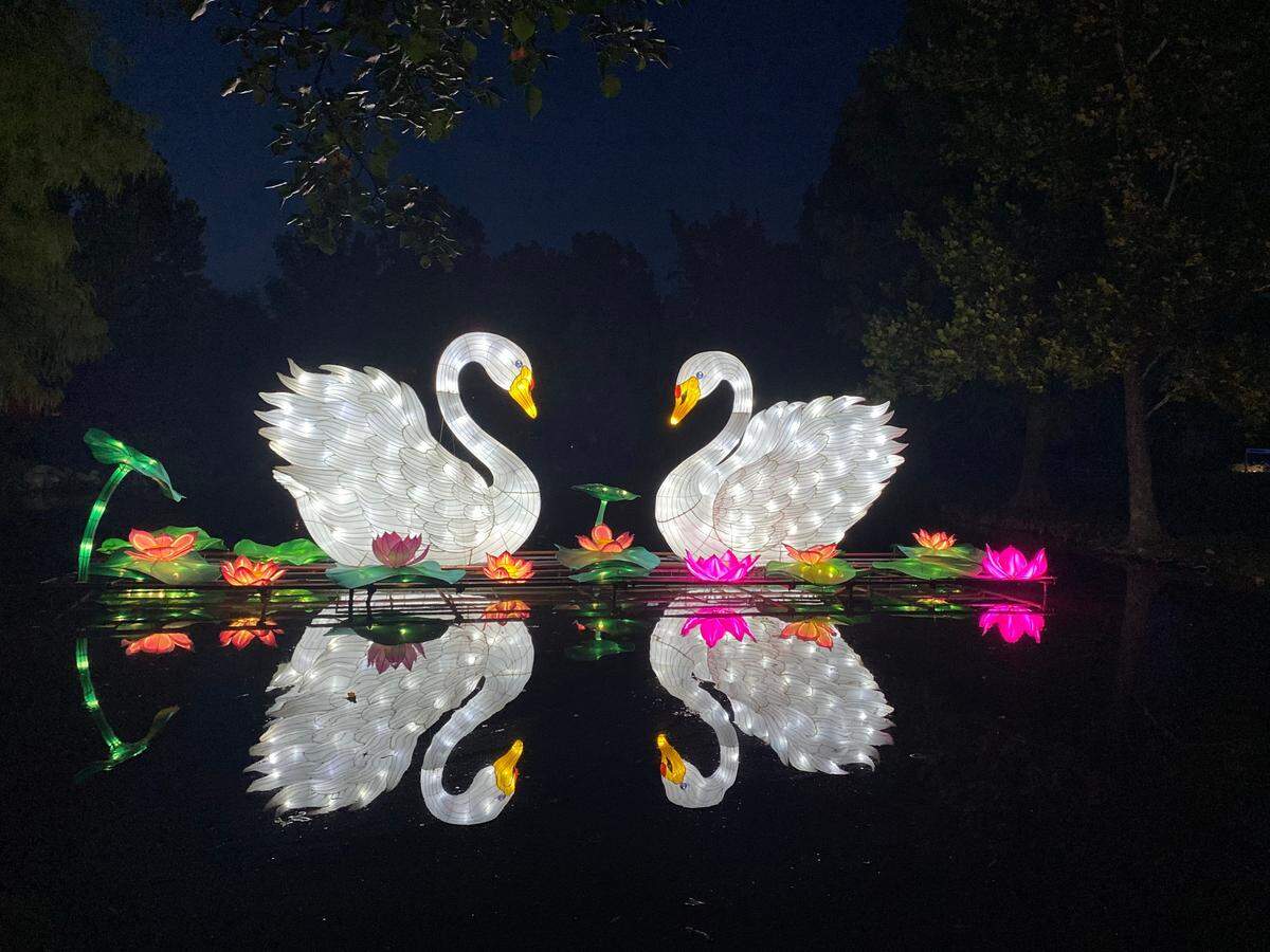 Two swan lanterns are reflected on a pond near the entrance of the Sedgwick County Zoo as part of the Wild Lights exhibit.